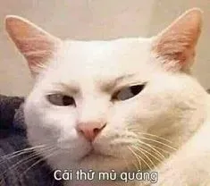 meme tức giận 20
