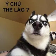 meme tức giận 33