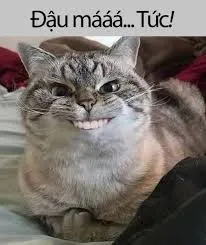 meme tức giận 38