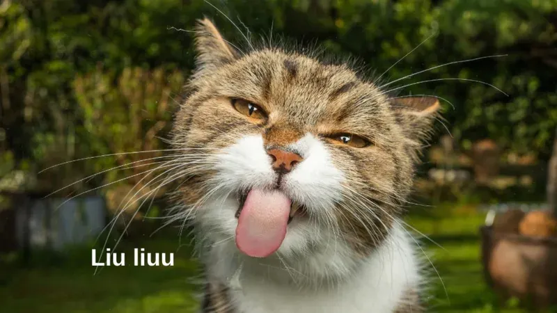 meme vui 1