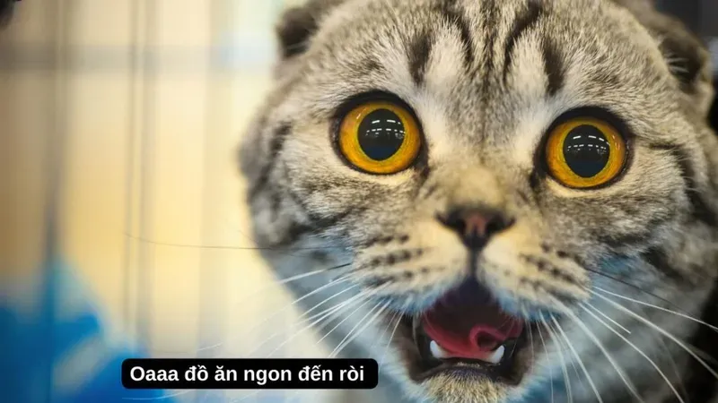 meme vui 13