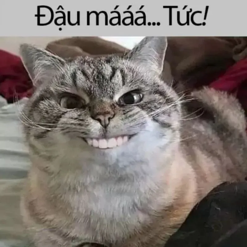 meme vui 15