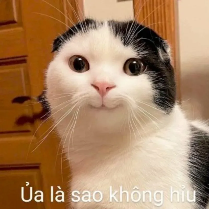 meme vui 16