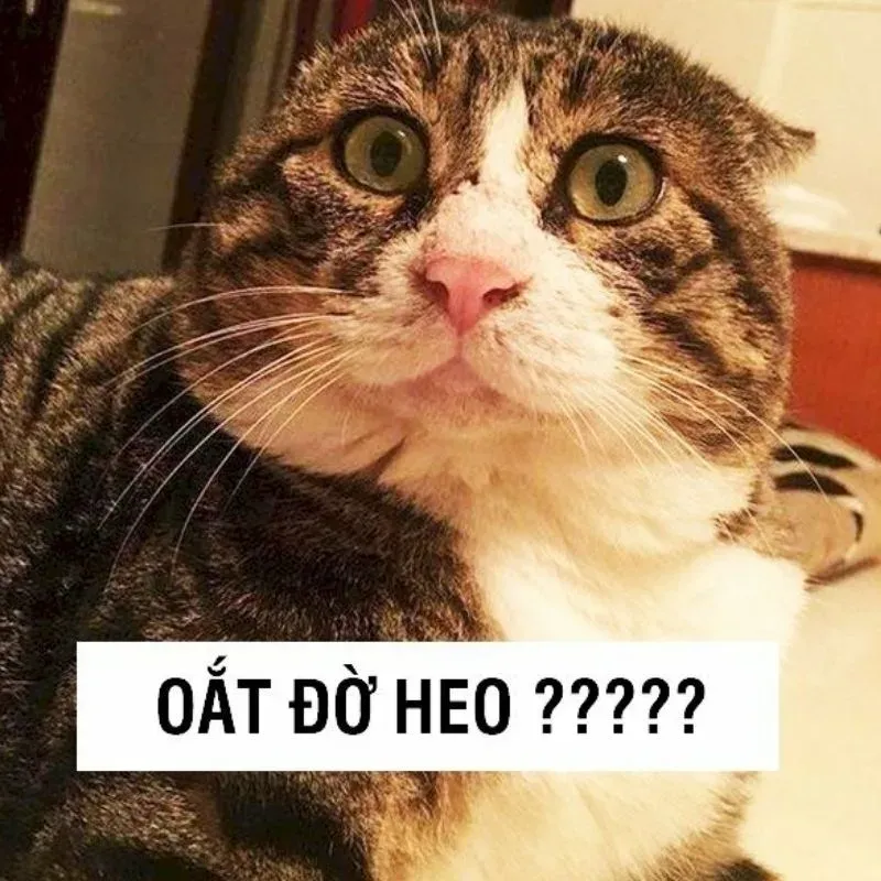 meme vui 17