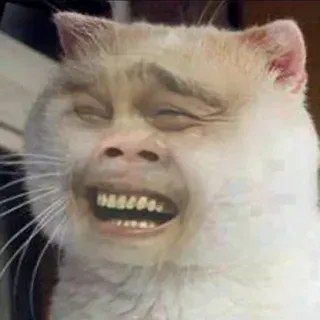 meme vui 31