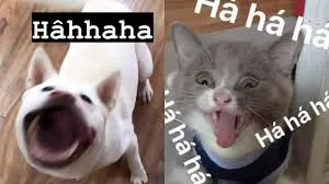 meme vui 39