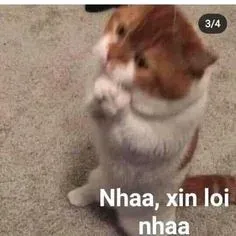 meme xin lỗi 7