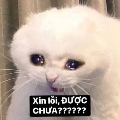 meme xin lỗi 12