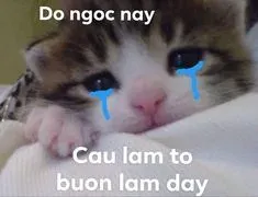 meme xin lỗi 17