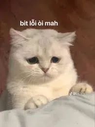 meme xin lỗi 18