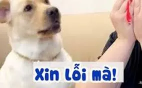 meme xin lỗi 28