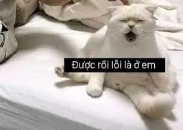 meme xin lỗi 30