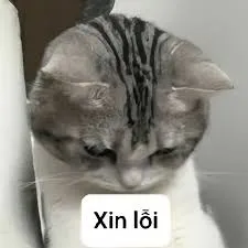 meme xin lỗi 31
