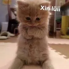 meme xin lỗi 32