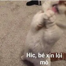meme xin lỗi 33