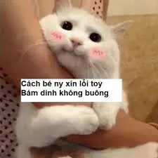 meme xin lỗi 35