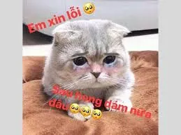 meme xin lỗi 36