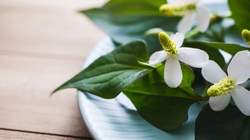 tác hại rau diếp cá 3