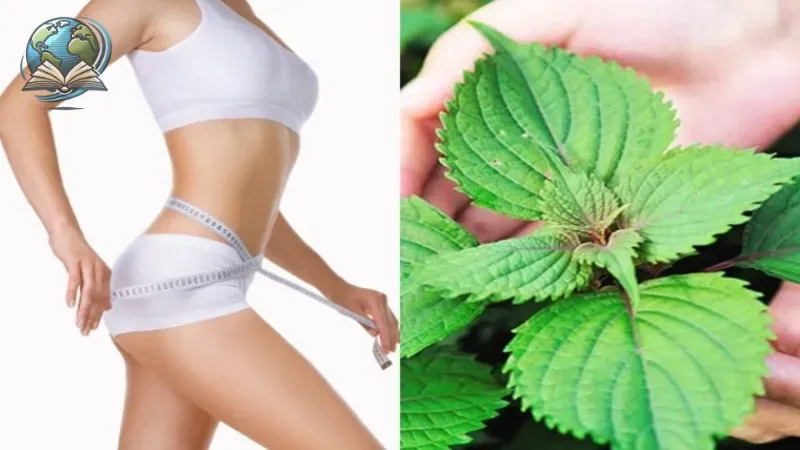 cách giảm cân bằng lá tía tô 3