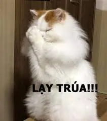 meme lạy 23