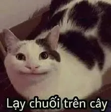 meme lạy 25