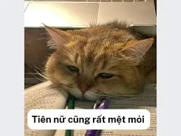 meme mệt mỏi 11