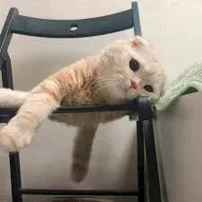 meme mệt mỏi 22