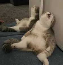 meme mệt mỏi 36