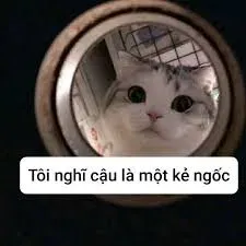 meme ngu 8