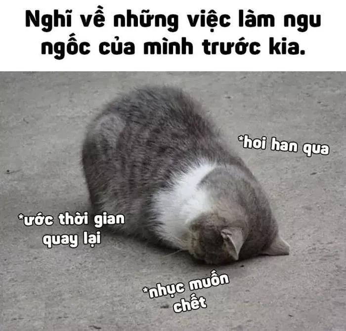 meme ngu 21
