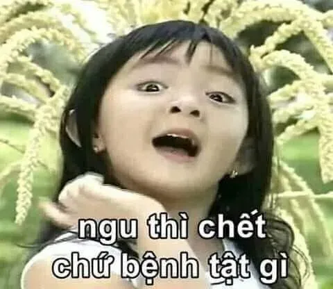 meme ngu 24