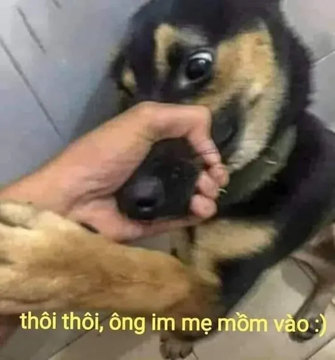 meme từ chối 12