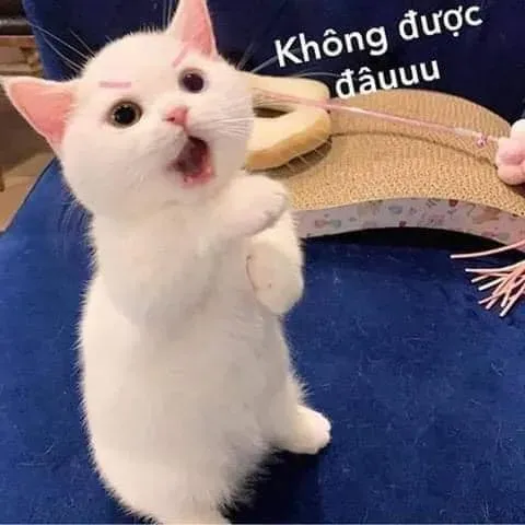 meme từ chối 14