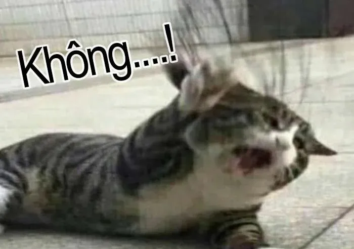 meme từ chối 18