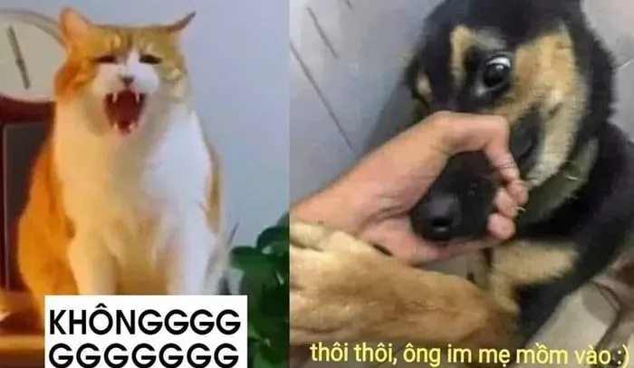 meme từ chối 36
