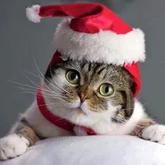 mèo noel meme 10