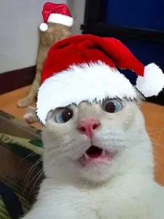 mèo noel meme 11