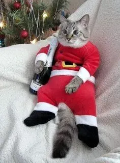 mèo noel meme 12