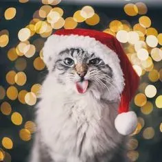 mèo noel meme 13
