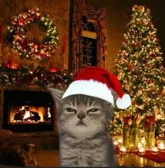 mèo noel meme 15