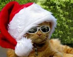 mèo noel meme 16