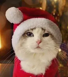 mèo noel meme 19