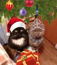 mèo noel meme 20