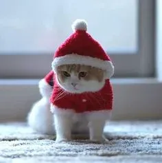 mèo noel meme 22