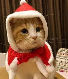 mèo noel meme 23