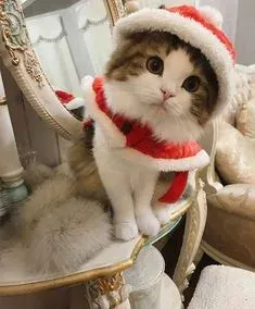 mèo noel meme 24