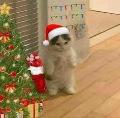 mèo noel meme 25