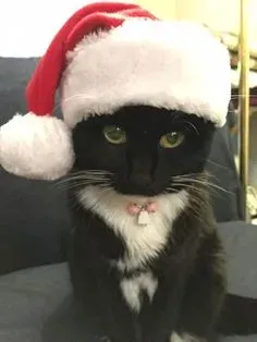mèo noel meme 26