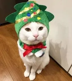mèo noel meme 27