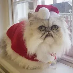 mèo noel meme 28